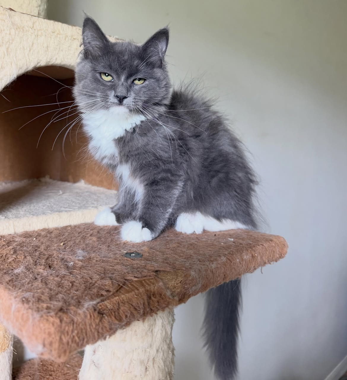Shadow, a female Siberian kitten